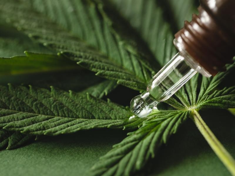 Museu Brasileiro da Cannabis: Conheça História, Curiosidades e Evolução