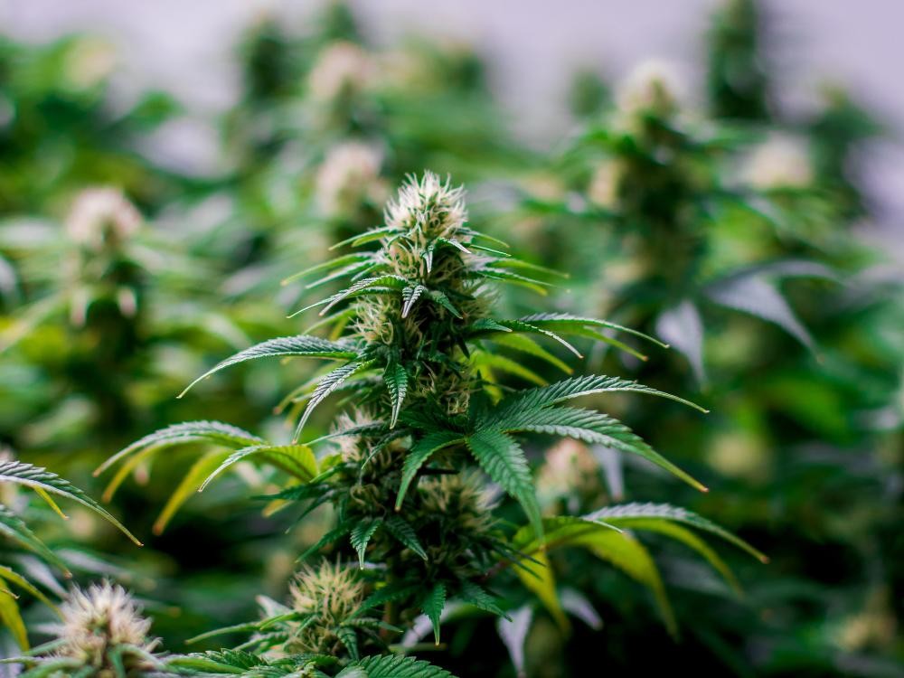 Cannabis: 10 fatos essenciais que você precisa conhecer