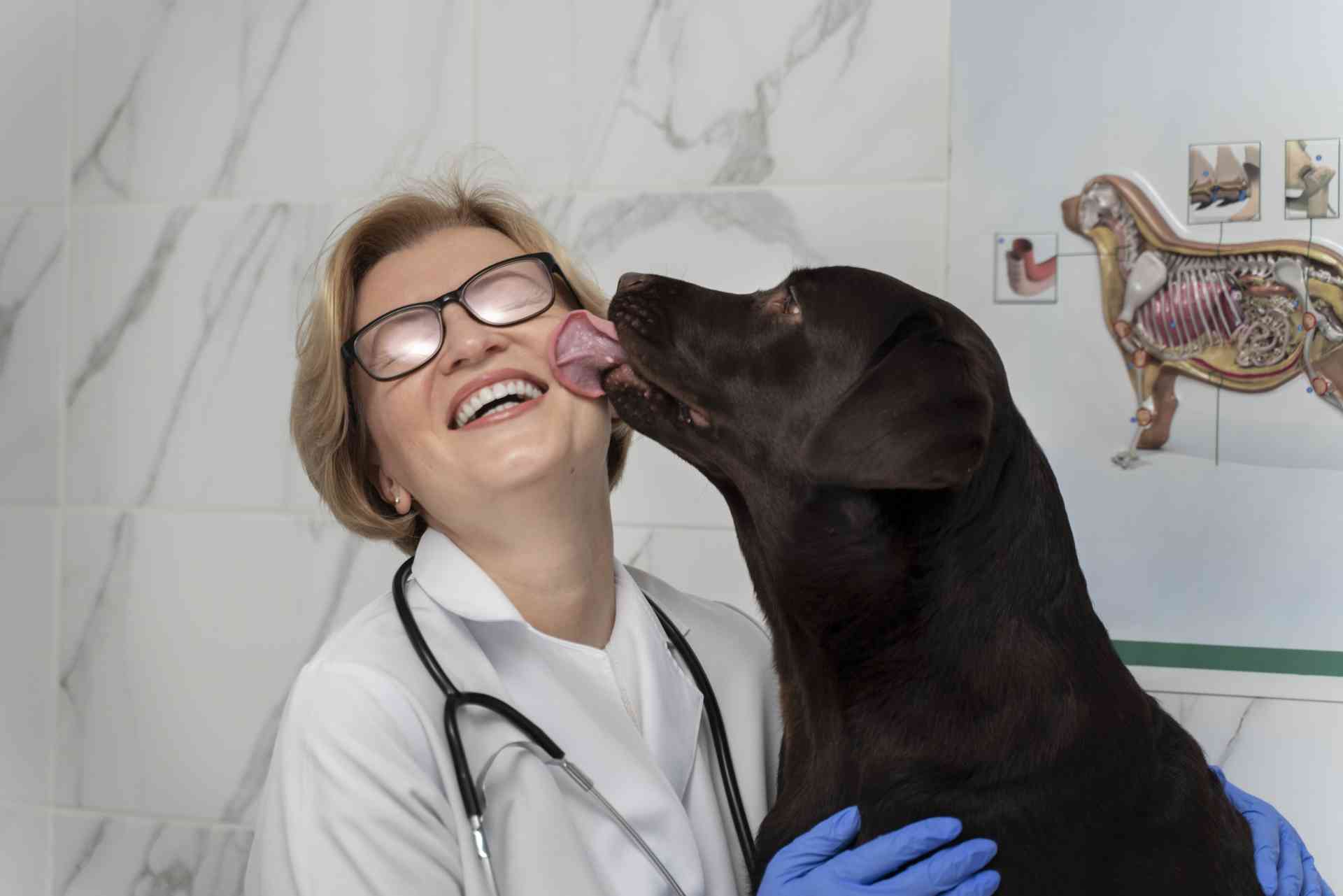 A cannabis medicinal para uso veterinário