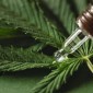 O Futuro da Medicina: Cannabis Medicinal e Clínicas Canábicas