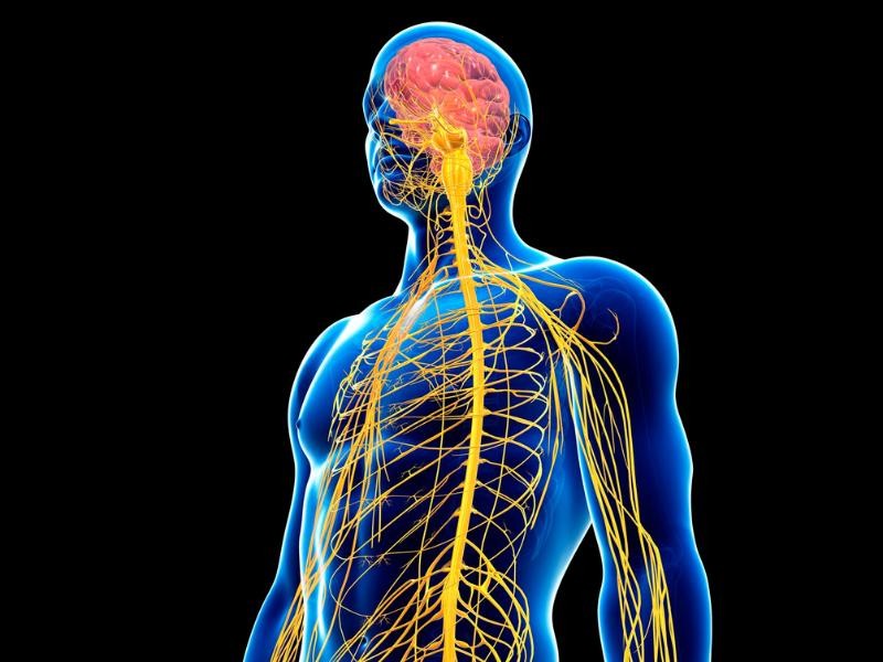 O Sistema Endocanabinoide: O Que É e Como Funciona