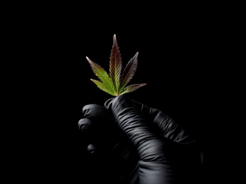 Tipos de Cannabis: Diferentes tipos, Origens, Características, Efeitos e Usos terapêuticos