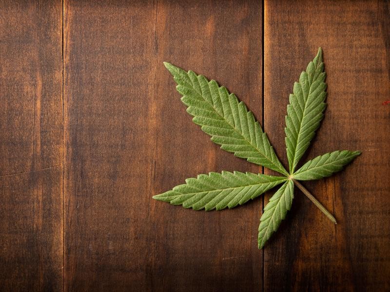 Consulta Clínica Cannabis em Estância - SE