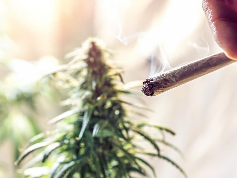 Fumar Cannabis: Riscos, Efeitos e Formas de Consumo Mais Seguras