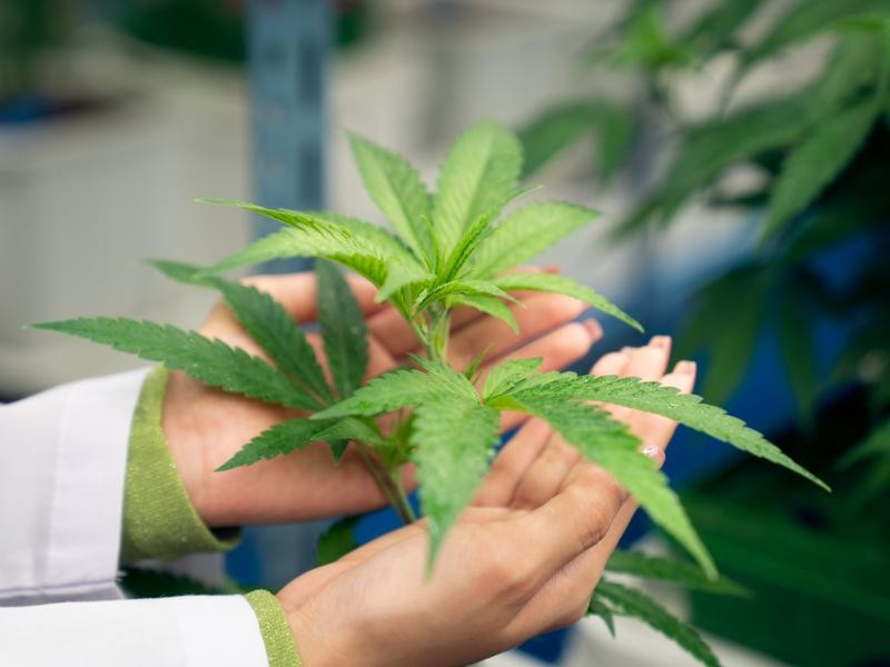 Uso Terapêutico da Cannabis na Oncologia: Como Funciona e Quais os Benefícios