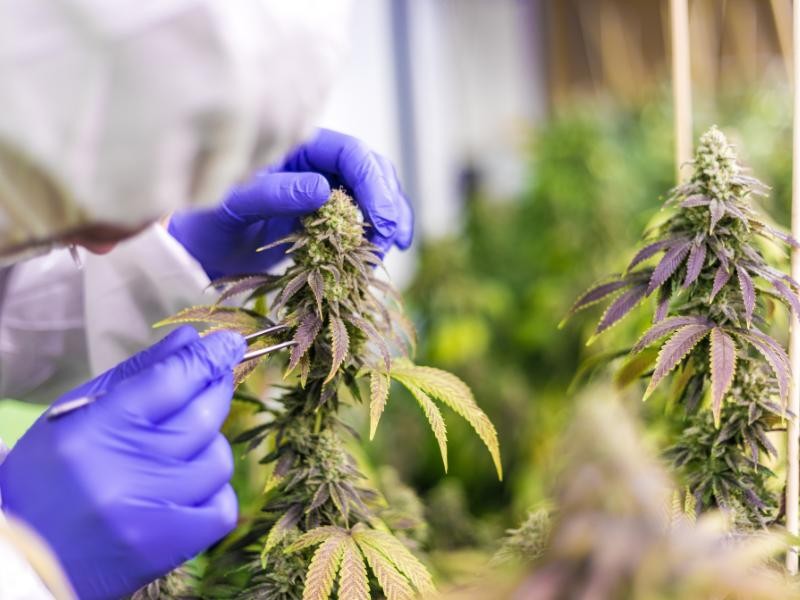 A uso da Cannabis na Odontologia