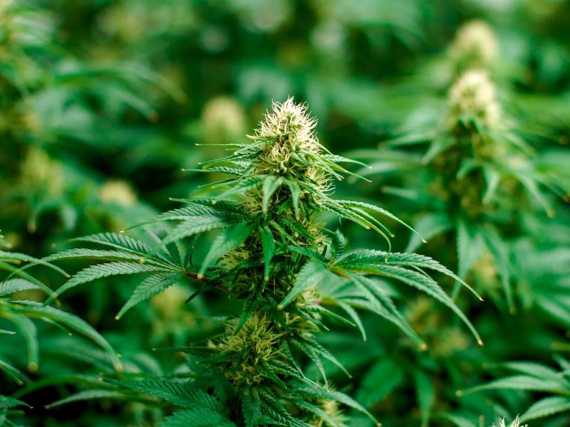 Tendências da Indústria de Cannabis em 2025